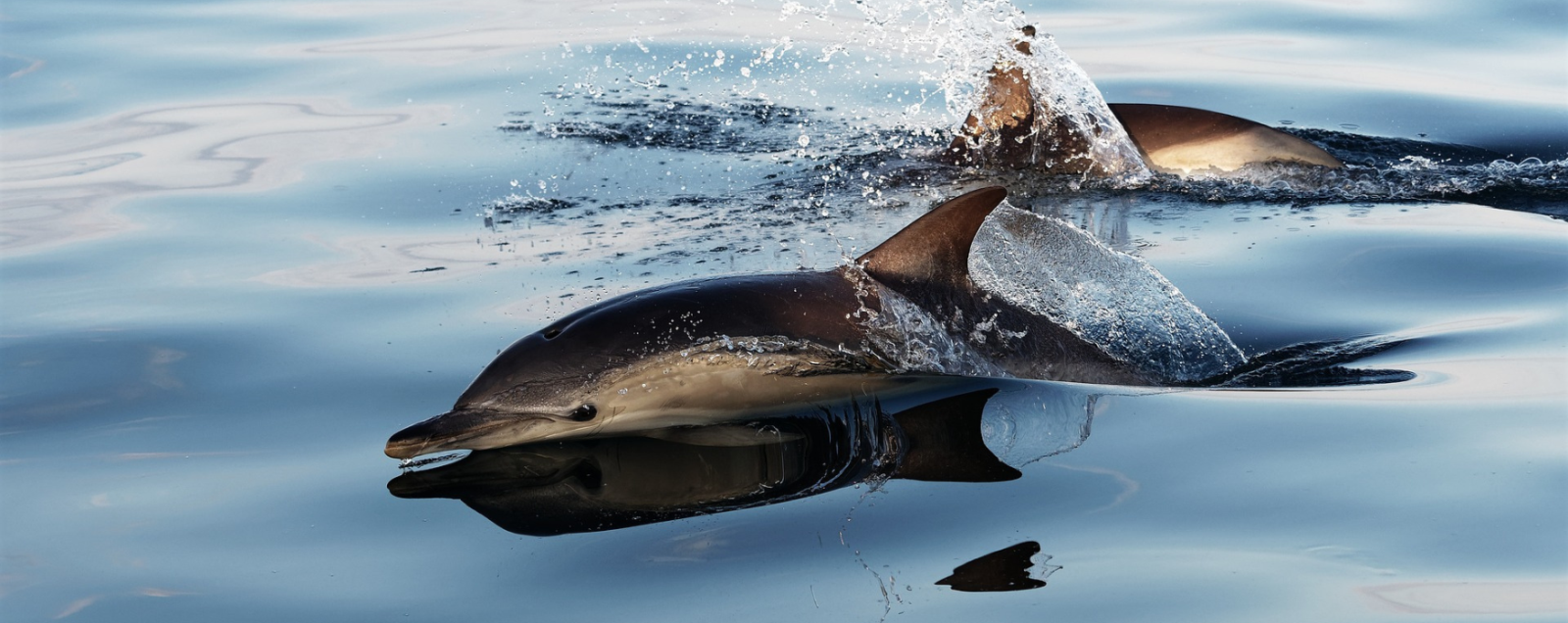 Common dolphin by Andrew Martin from Pixabay