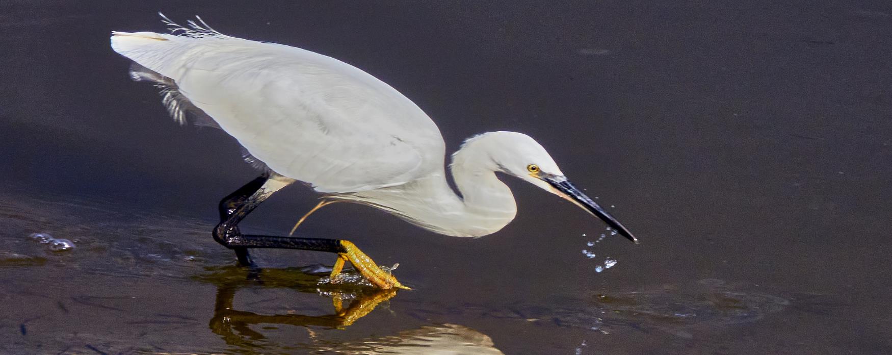 Essex Wildlife