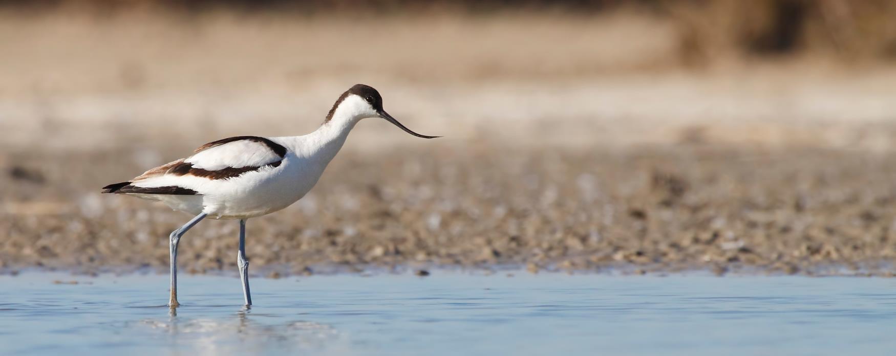 The Dengie National Nature Reserve
