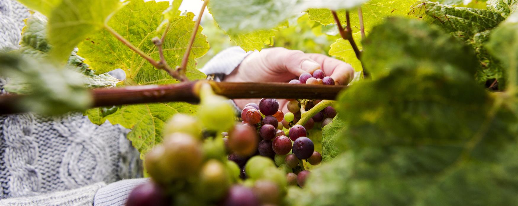 Vineyards and Breweries