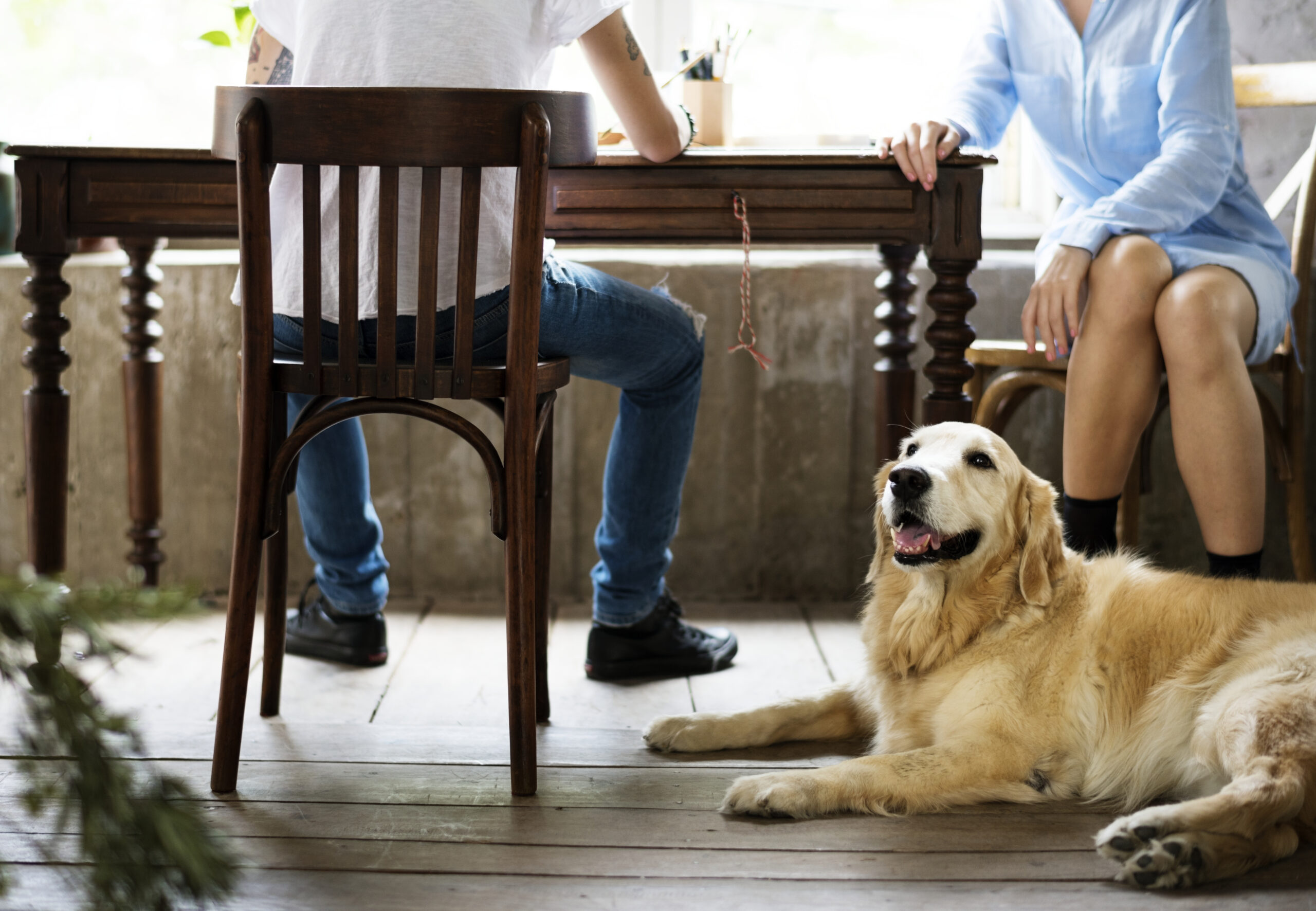 Golden Retriever Dog Laying on The Wooden Floor