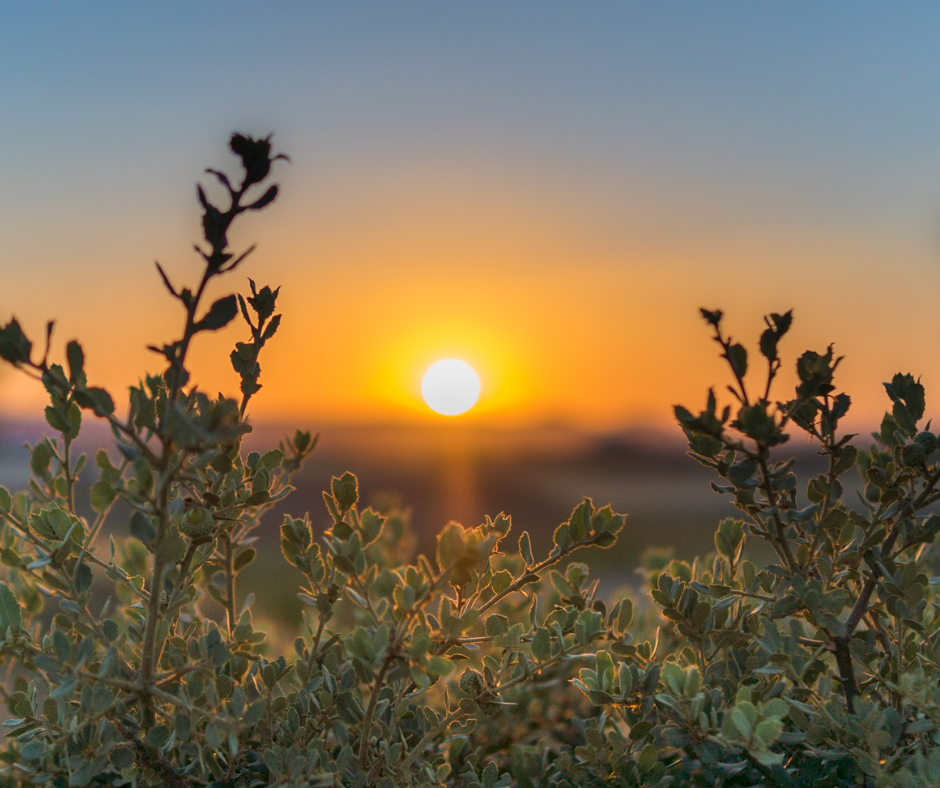 The sky at sunset with green foliage at the front focal point of the image.