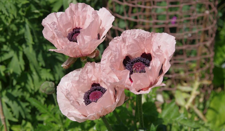 Friary Walled Garden