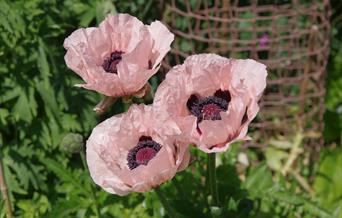 Friary Walled Garden