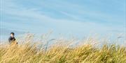 Man walking along the seawall seen through thick, tall grass, by James Crisp