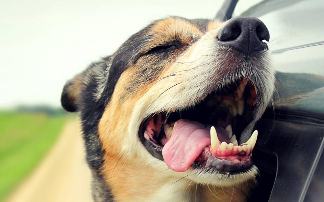 Power of the Paws Dog Show