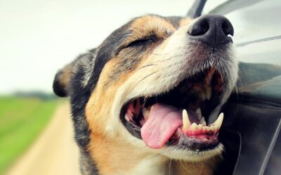 Power of the Paws Dog Show