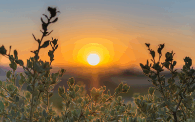 Safeguarding Maldon’s Wild Spaces Speaker Jo Phillips