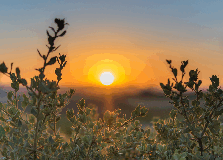Safeguarding Maldon’s Wild Spaces Speaker Jo Phillips