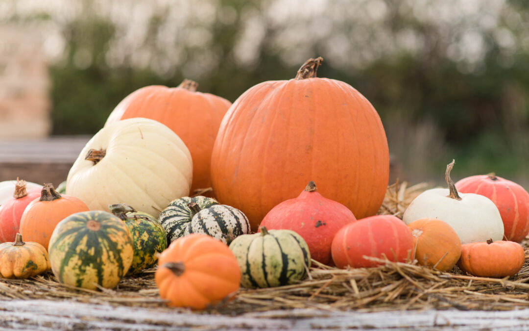 Pumpkin Patch Mini Photography Sessions