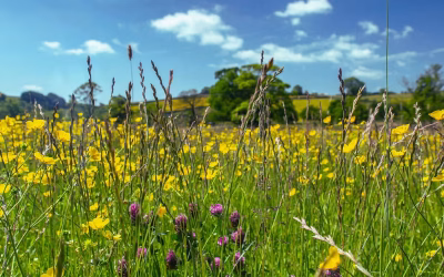 Essex Biodiversity & Regenerative Food Festival